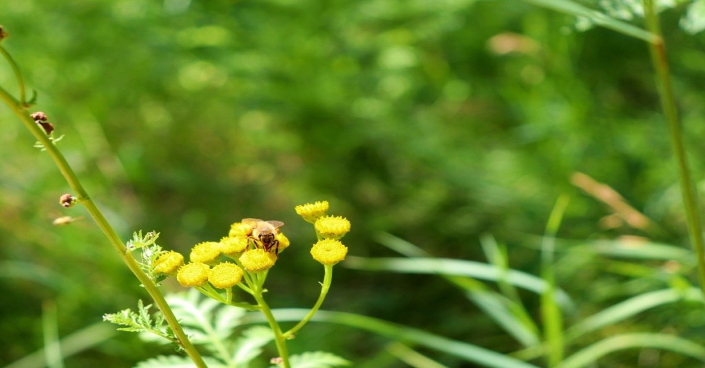 A bee on a cluster of small yellow flowers with green vegetation and grass in the background